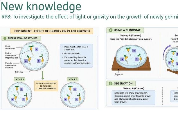 Use of plant hormones, including RP8