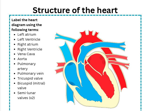 T Level Cardiovascular system workbook