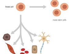 Stem cells