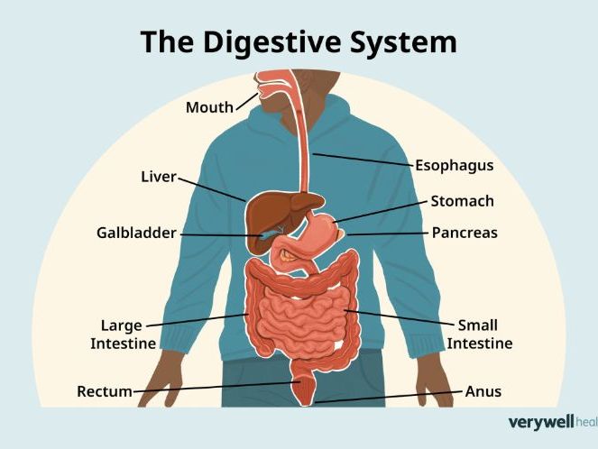 AAQ OCR F091 Health and Social Care Topic 3 Digestive