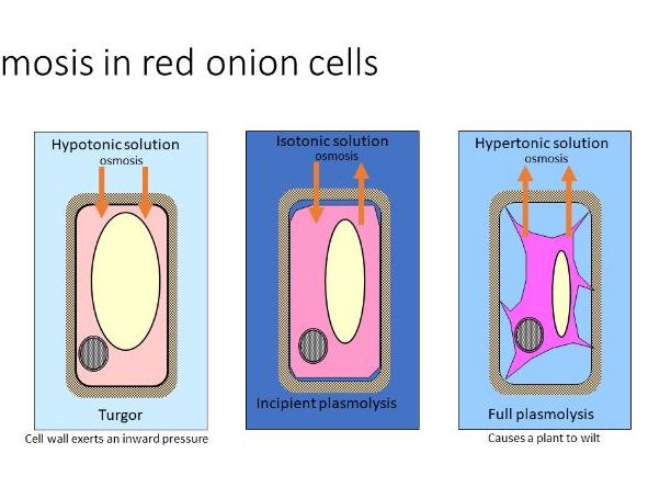 Cell and Its Environment