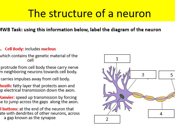 2025 spec AQA psychology synaptic transmission