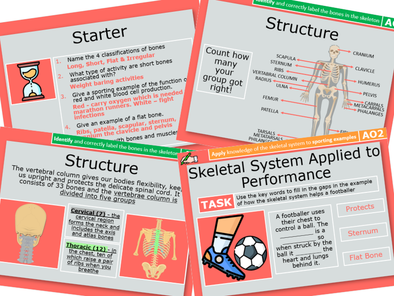 3. Structure of the Skeletal System