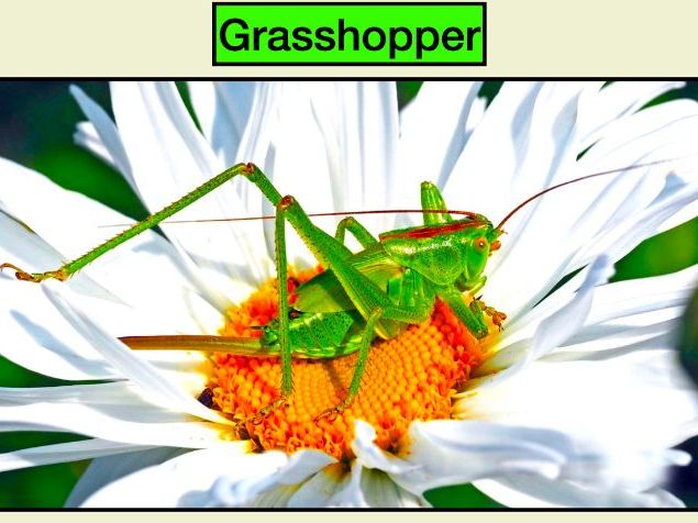 Grasshoppers: Animated Keynote/PPT Presentation, Colorful Science