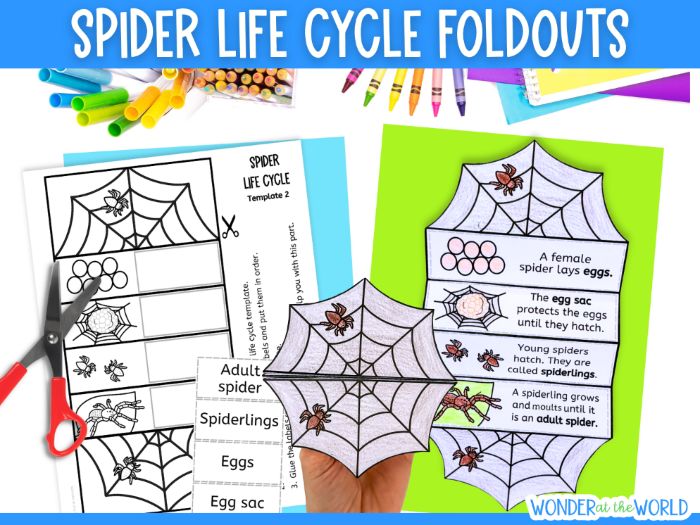 Life cycle of a spider foldout sequencing cut and paste activity for KS1 or lower KS2