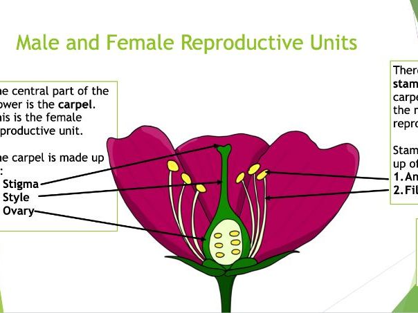 KS3 Flower Structure PPT and Dissection Worksheet