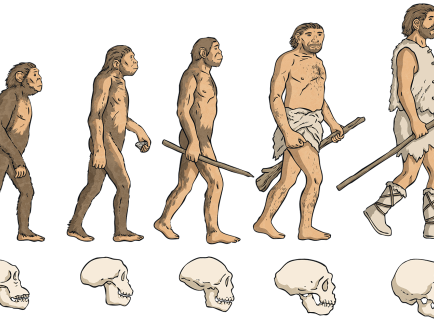 A Level Biology - Evolution