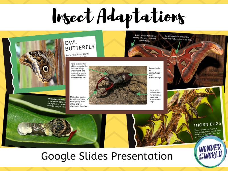 Insect Adaptations Google Slides presentation Teaching Resources