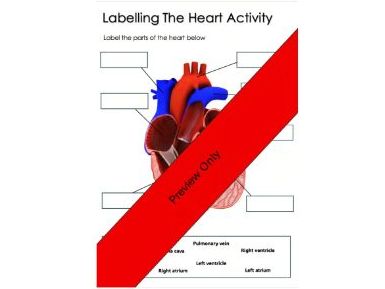 Human Heart Labelling Worksheet | Cardiovascular System Anatomy | KS3–KS4 Biology