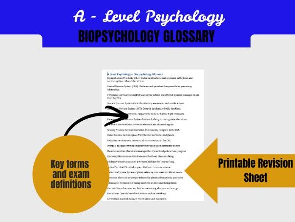 A Level Psychology Biopsychology Glossary | Nervous System Brain Hormones Rhythms Key Terms