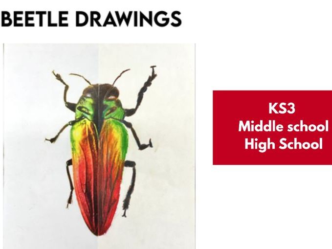Continuing the image - Beetles KS3 Lesson Plan