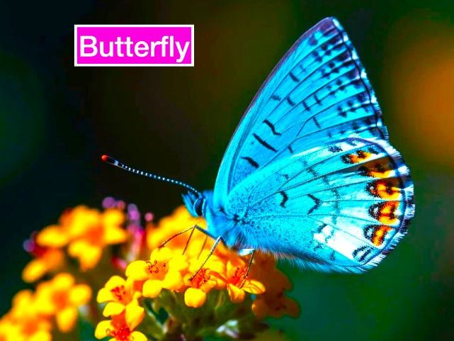 Butterflies: Animated Keynote/PPT Presentation, Colorful Science