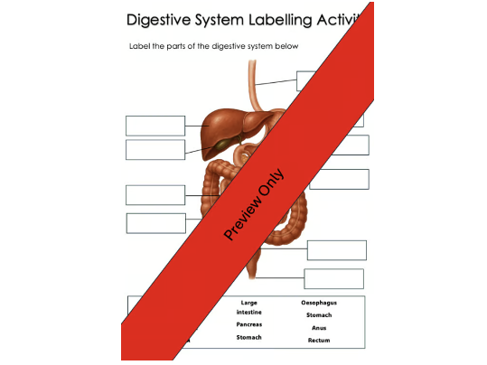 Digestive System Labelling Worksheet | Human Anatomy Diagram Activity