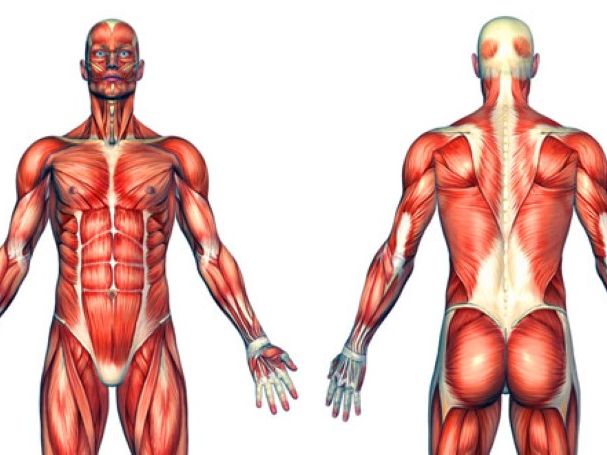 Muscles and their functions