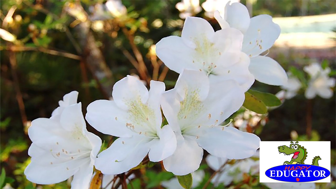 Dollar Stock Photos - Bradford Pear Tree and White Azalea Photographs