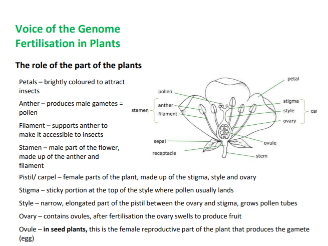 Summary of fertilisation in plants - A-level Biology