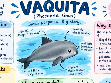Animals - a poster (idea, example and criteria)