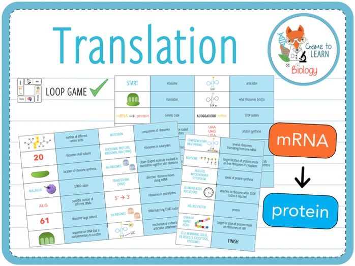 Translation / Protein Synthesis Loop Game (KS5) Teaching Resources