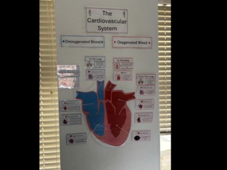 GCSE PE - Heart Wall Display