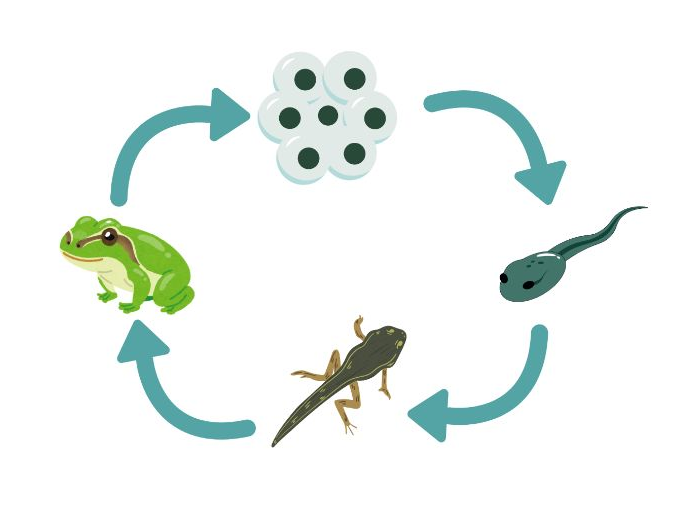Tad By Benji Davies - EYFS Reception Weekly Enhanced Provision Plan (Frog Life Cycle Activities)