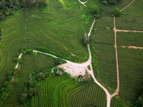 Case Study of BRAC: IB Global Politics