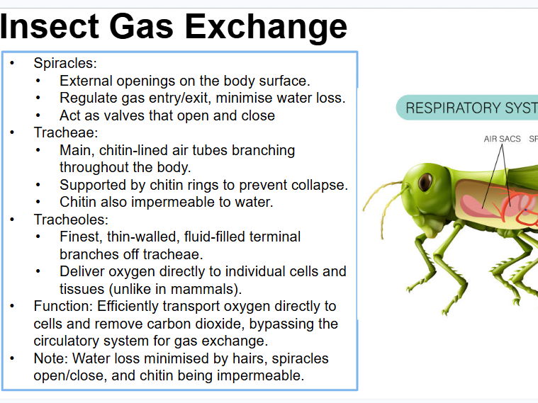 AS Biology - Insect and Fish Gas Exchange