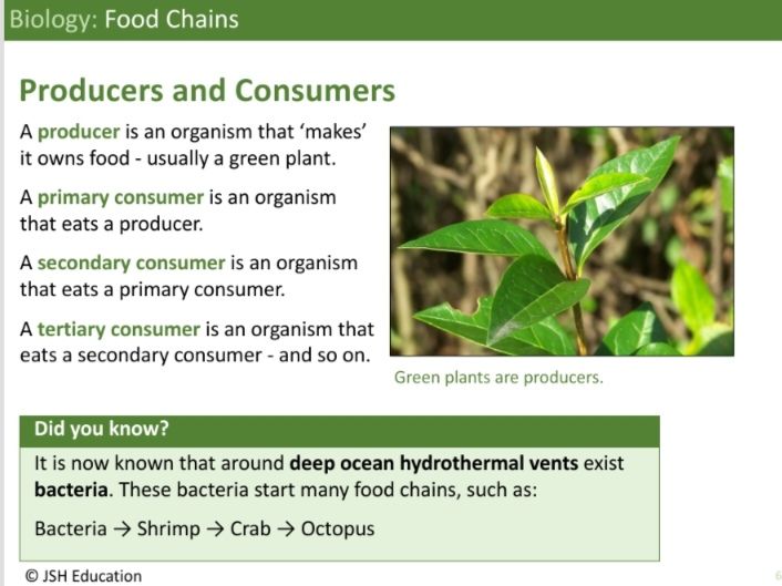KS3 Biology: Food Chains