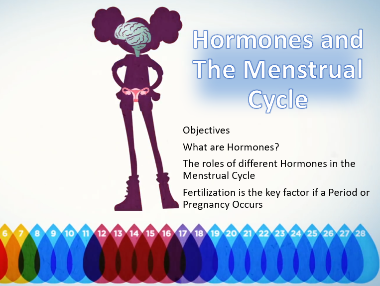 GCSE/iGCSE - Menstrual Cycle and Hormones Biology