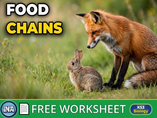 Food Chains: Producers and Consumers - FREE KS3 Biology Worksheet