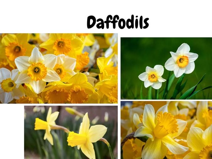 Daffodil photographs for provision / art area