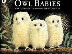 EYFS Medium term plan for Owl Babies/Nocturnal animals.