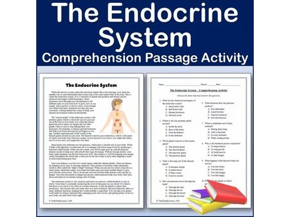 The Endocrine System - Biology Reading Comp Passage & Activity | Editable