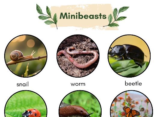 Minibeast Poster – 12 Photo Images + Word Labels | EYFS Display