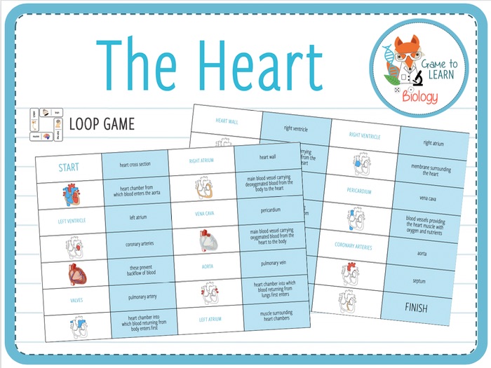 The Heart Loop Game (KS4/5) Teaching Resources