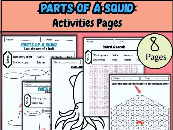 Parts of a squid worksheet/Squid anatomy labeling/Marine biology worksheet
