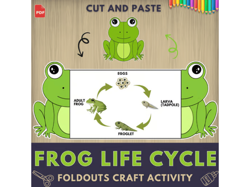 Frog Life Cycle Craft Activity | Amphibian Foldout Science Center |Color,  Cut & Paste