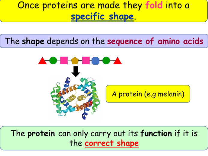 Lessons 3 and 4 Functions of organelles parts 1 and 2 AAQ Cambridge National Biology