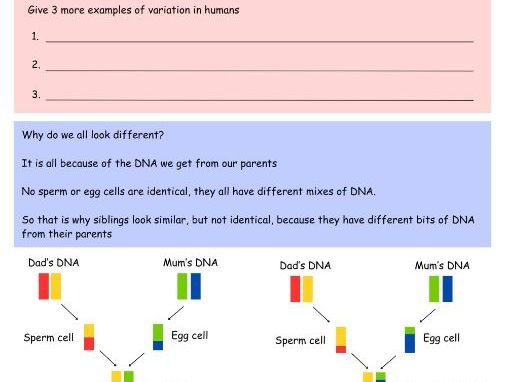 KS3 SEN Natural Selection Booklet (6 lessons)