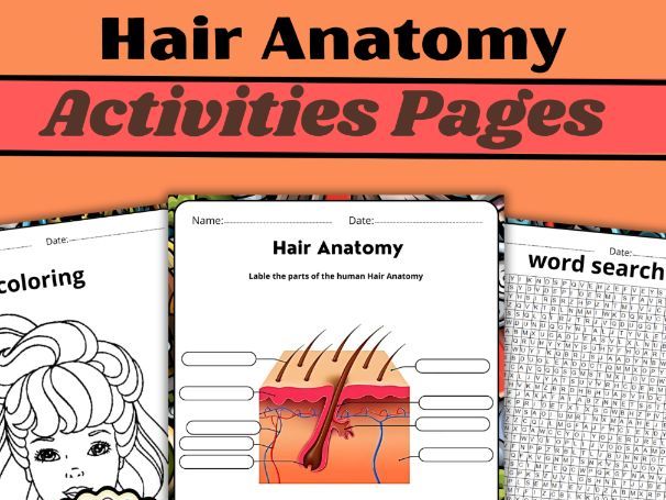 Hair Anatomy Worksheets|Parts of the Hair Activities|Labeling|Word Search