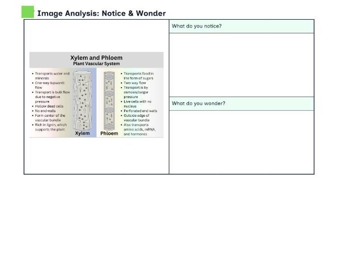 Plant Transport GCSE Biology phloem or xylem histogenesis / exam questions gcse
