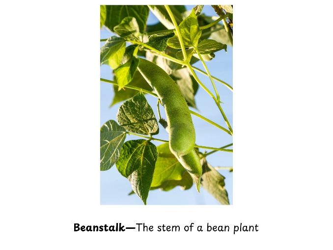 Jack and The Jelly Beanstalk DC Planning & Vocabulary PPT (2 Weeks)