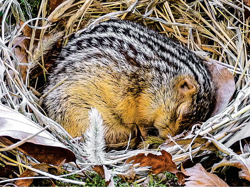 Scientific Article Edexcel Biology A (Salters Nuffield 2025)