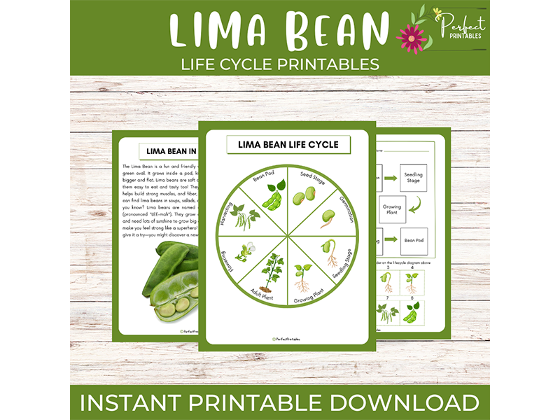 Life Cycle of Lima Bean Worksheet | Plants Unit Study With Fun Facts!