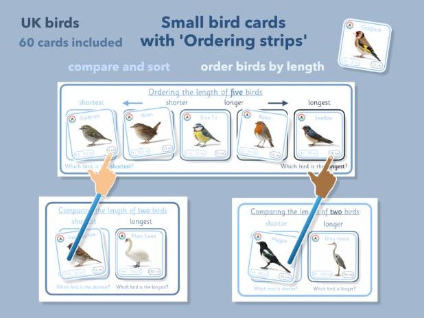 UK Birds Size Ordering & Length Measurement Activity | EYFS - KS2