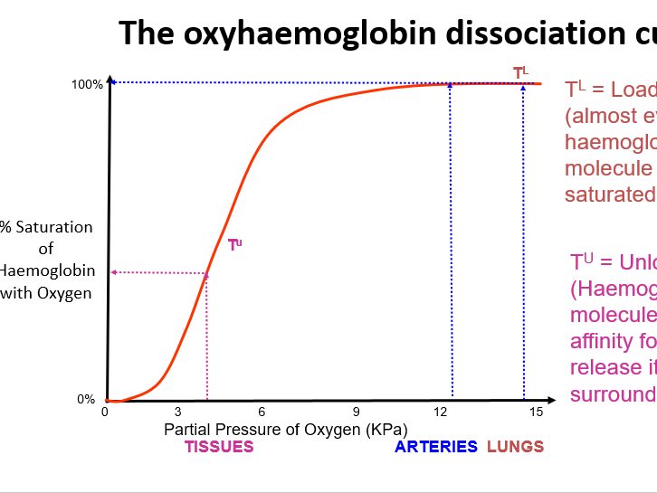 Haemoglobin, Oxygen Dissociation Curves & The Bohr Effect – Complete Lesson