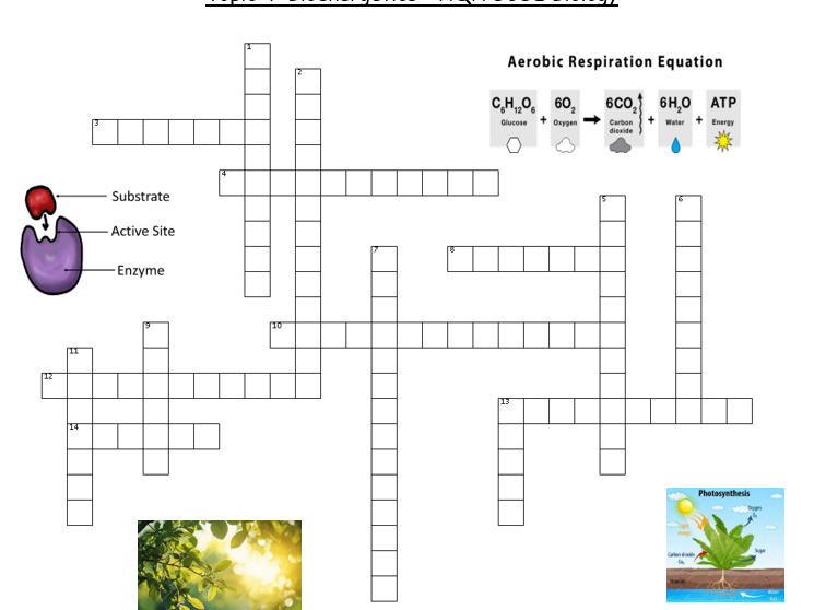 Topic 4 - Bioenergetics AQA GCSE Crossword with answers