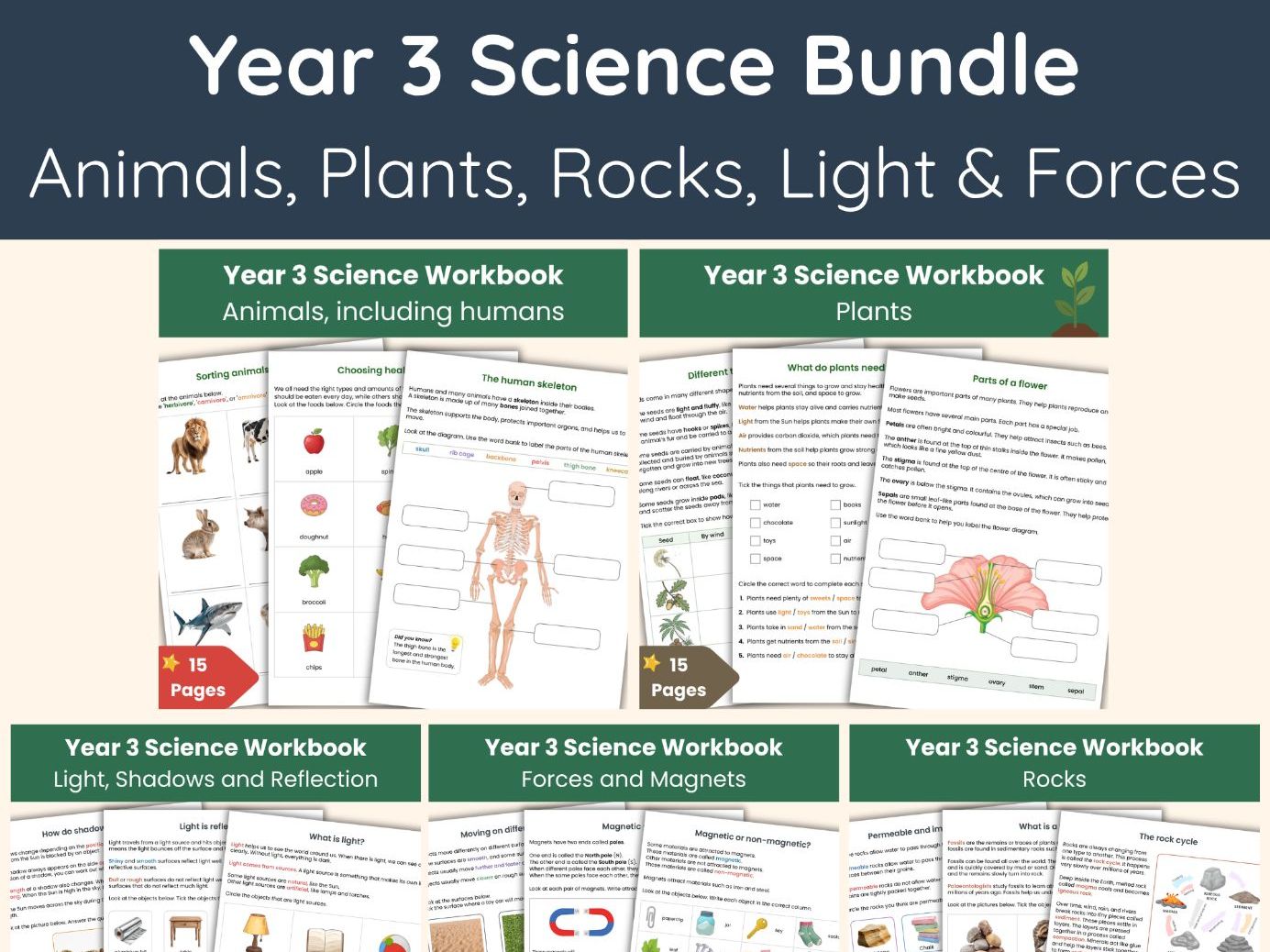 Year 3 Science Curriculum Bundle | Printable Activities for All Topics (Animals, Plants, Rocks, Light & Forces)