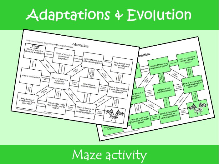 Adaptations and Evolution Maze Worksheet | KS2–KS3 Science Revision Activity