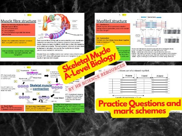 Skeletal Muscle A level Biology
