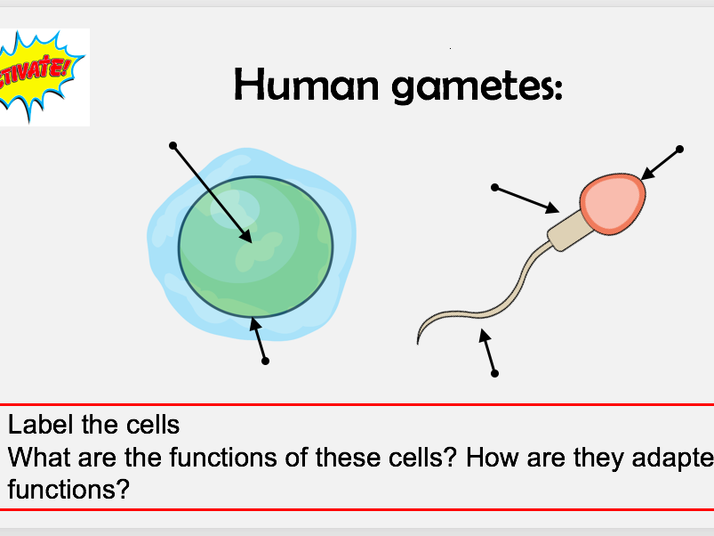 KS3 Menstrual Cycle (1 hour lesson)